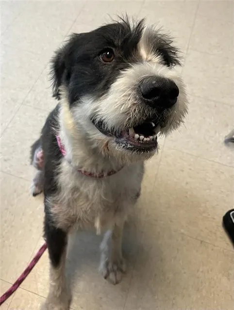 Bella