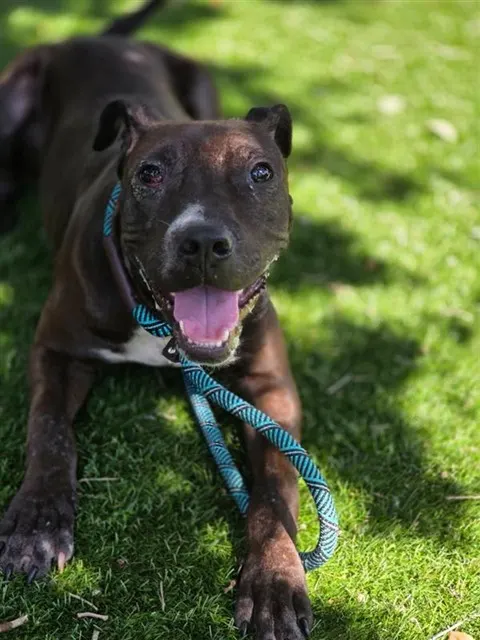 Adoptable Dog