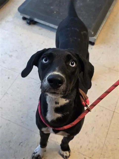 Adoptable Dog