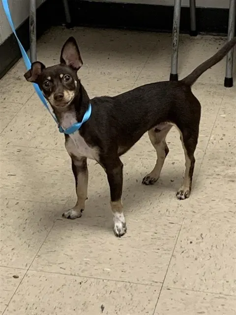 Adoptable Dog