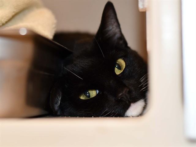 Morgana