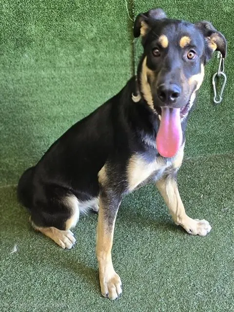 Nyla