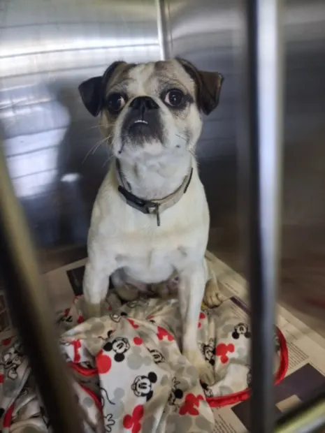 Adoptable Dog