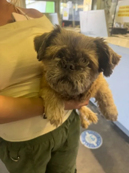 Chewy