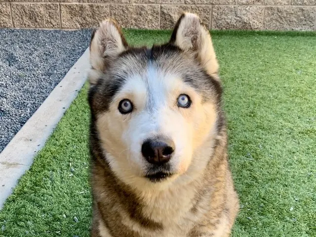 Kiara