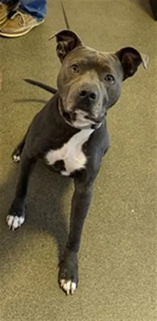 Velvet Hippo