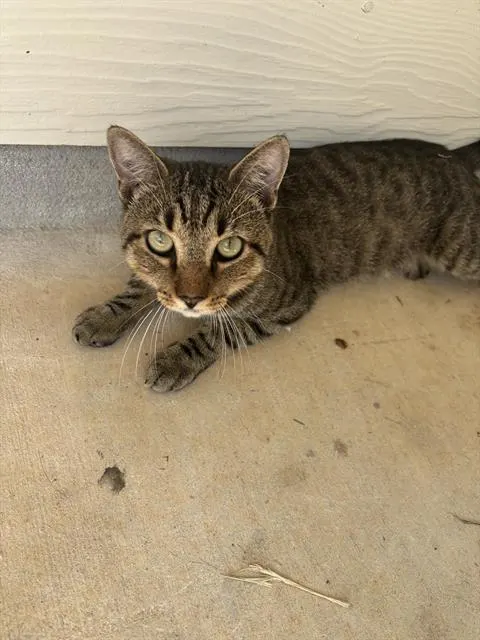 Tom