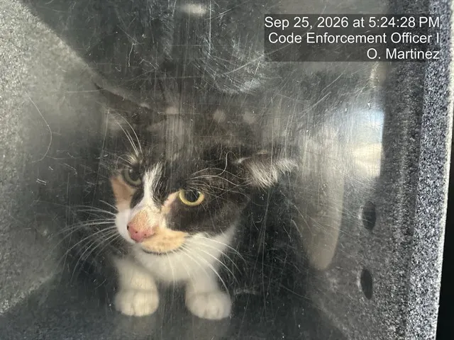 Adoptable Cat