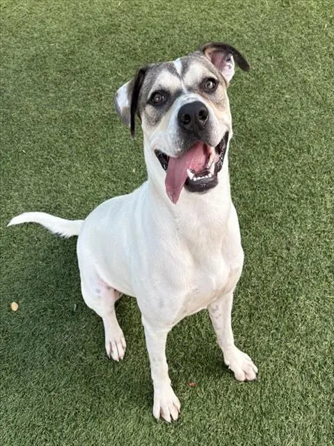 Frankie