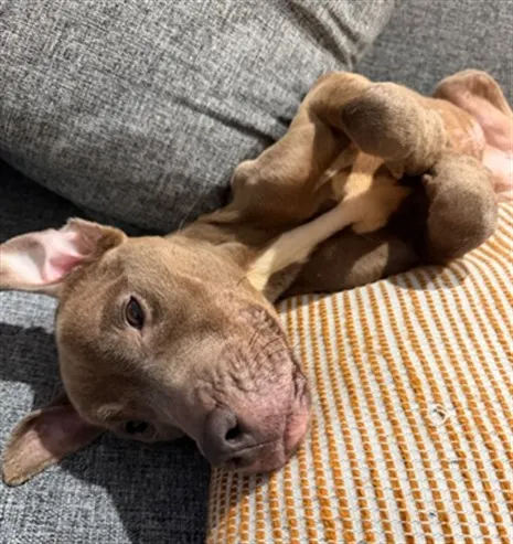 Adoptable Dog
