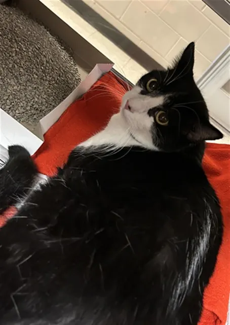 Hilbert
