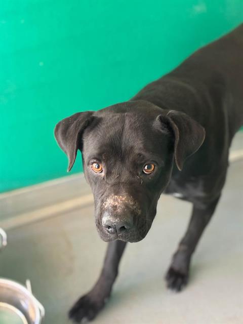 Adoptable Dog