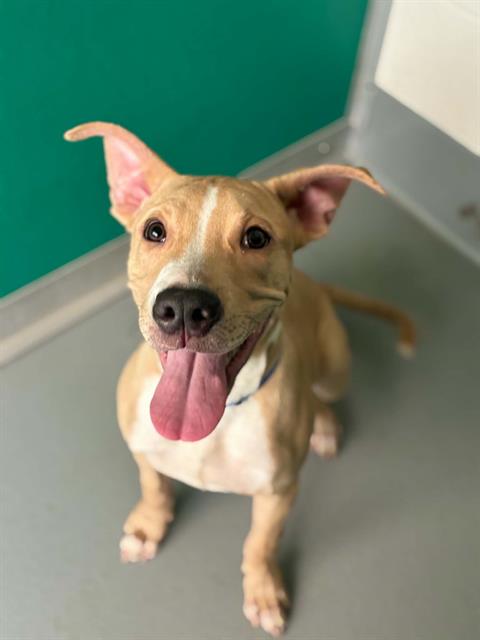 Adoptable Dog