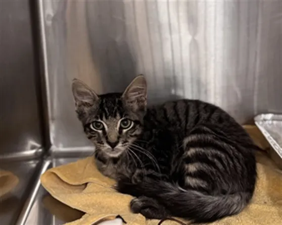 Parrot