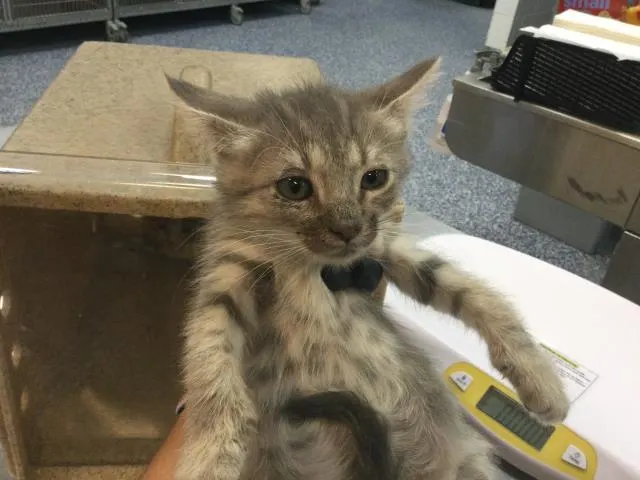 Kiwi