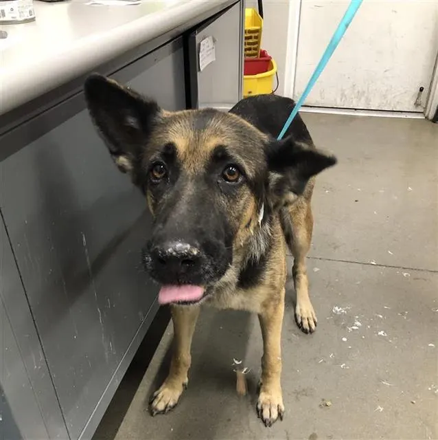 Adoptable Dog