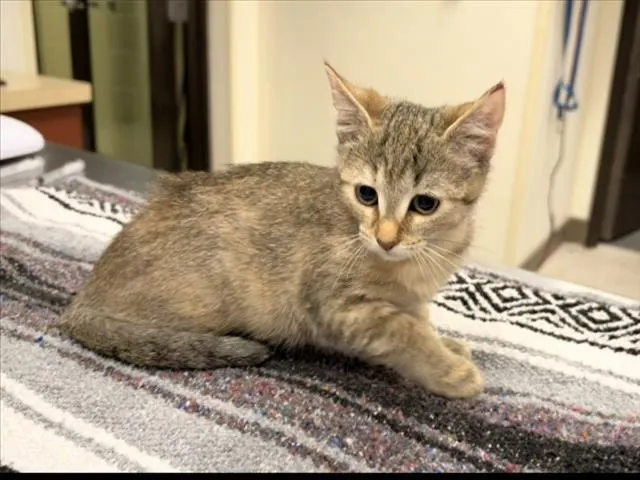 Caramel