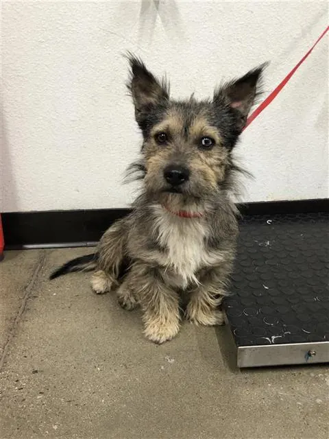 Adoptable Dog