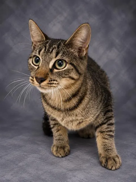 Leo