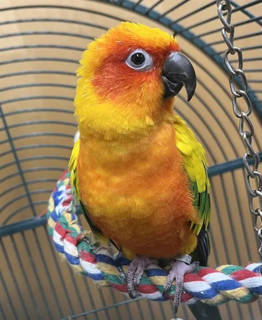 Peety