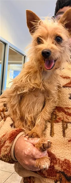 Simba