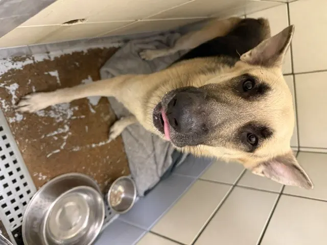 Adoptable Dog