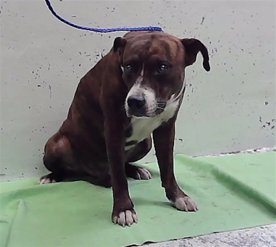 Adoptable Dog