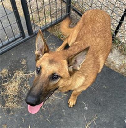 Adoptable Dog