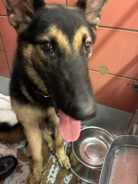 Adoptable Dog