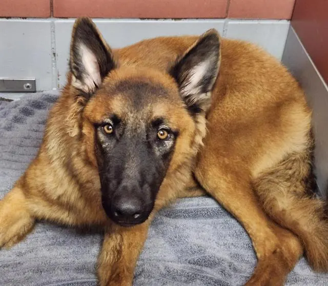 Adoptable Dog