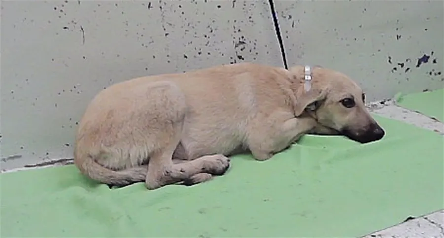 Adoptable Dog