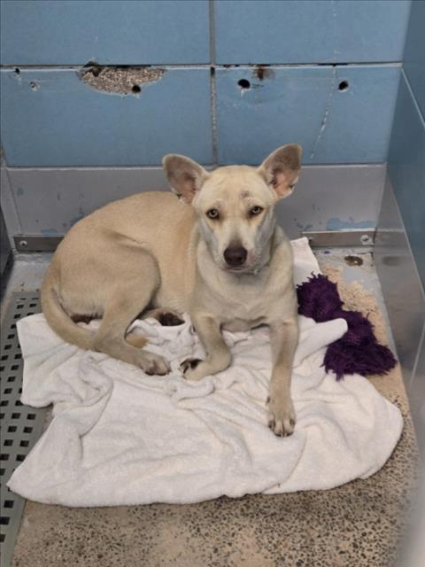 Adoptable Dog