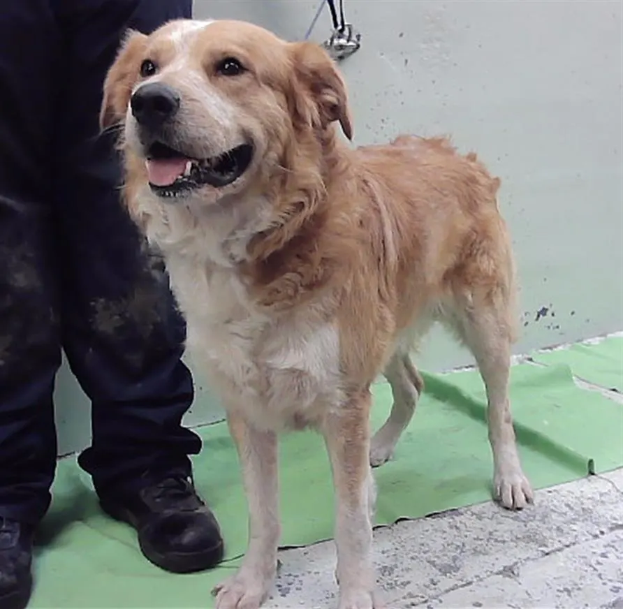 Adoptable Dog