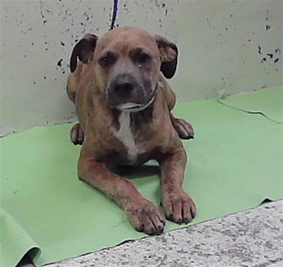Adoptable Dog