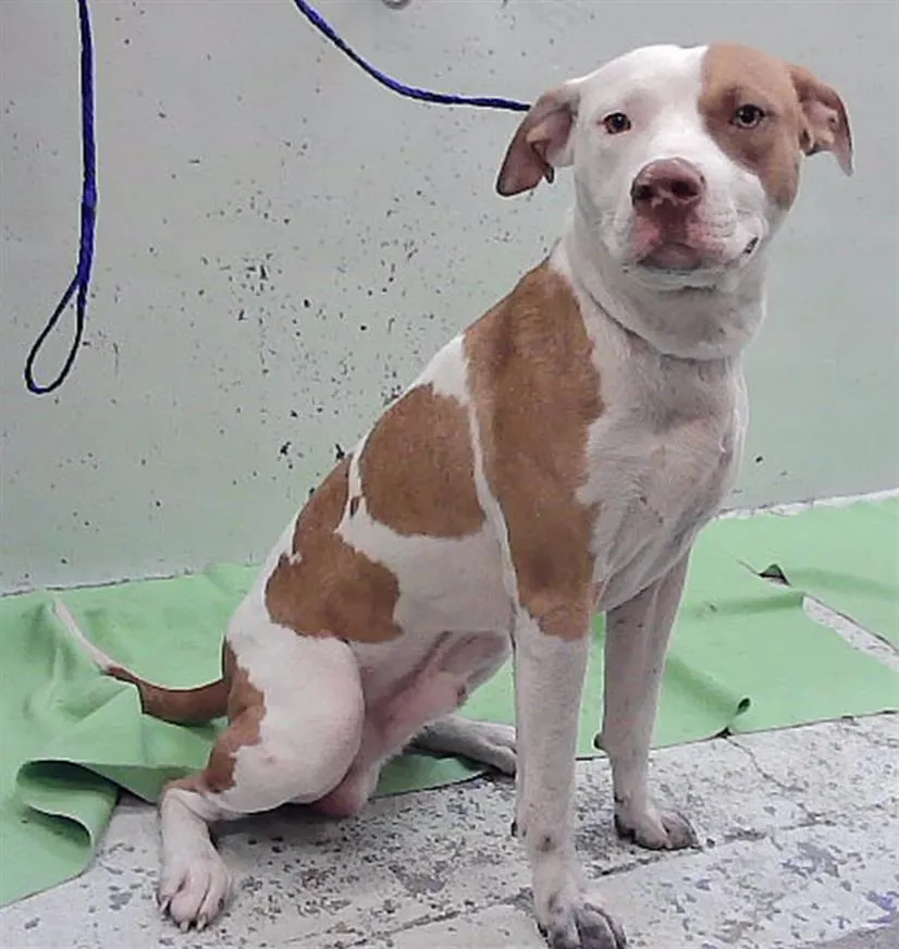 Adoptable Dog