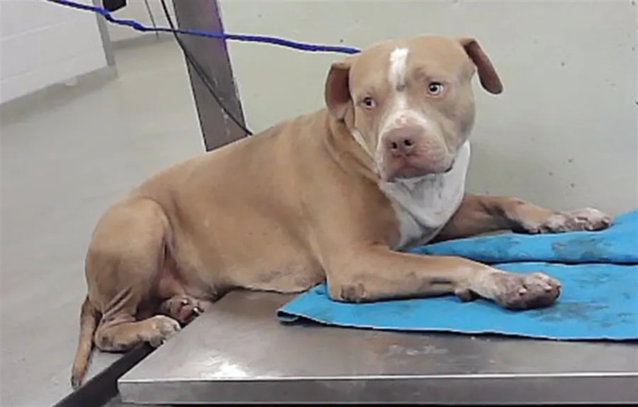 Adoptable Dog