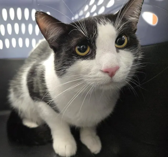 Adoptable Cat