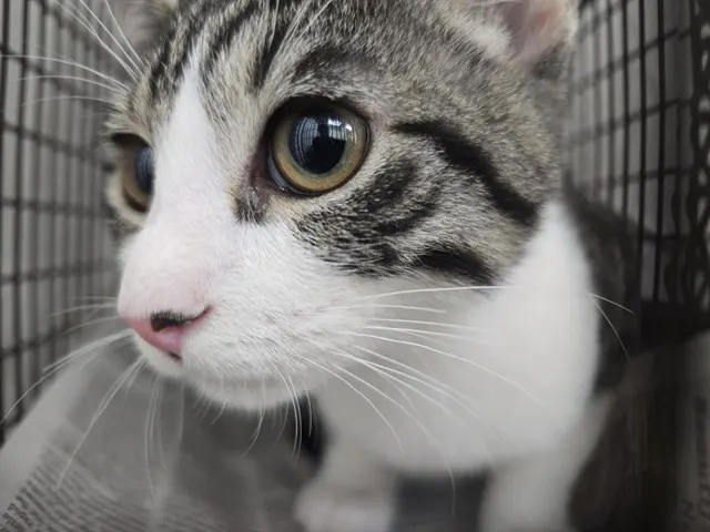 Adoptable Cat