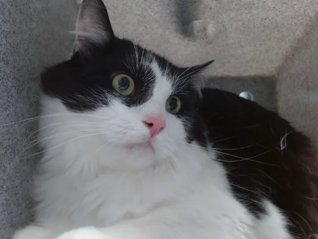 Oliver