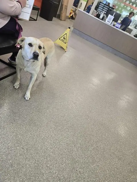 Adoptable Dog