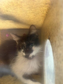 Adoptable Cat