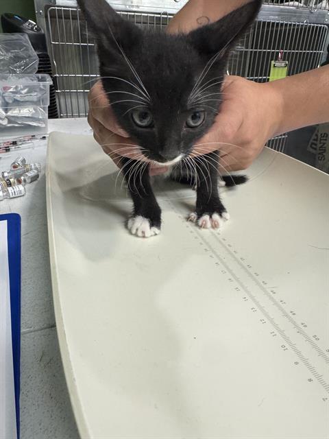 Adoptable Cat