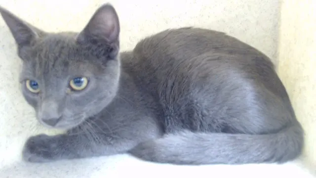 Simon