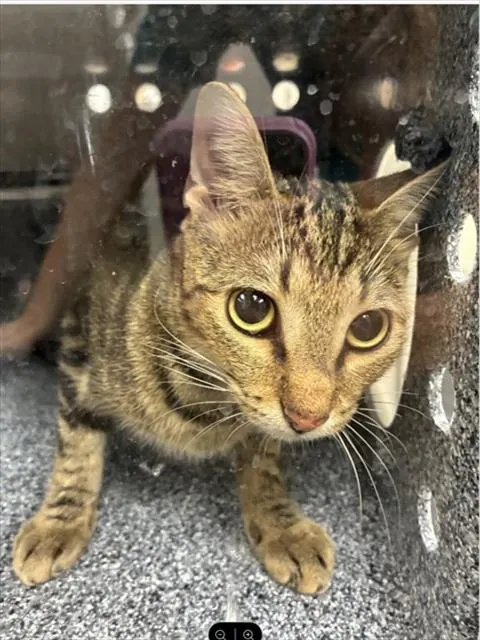 Adoptable Cat