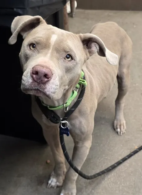 Matilda*