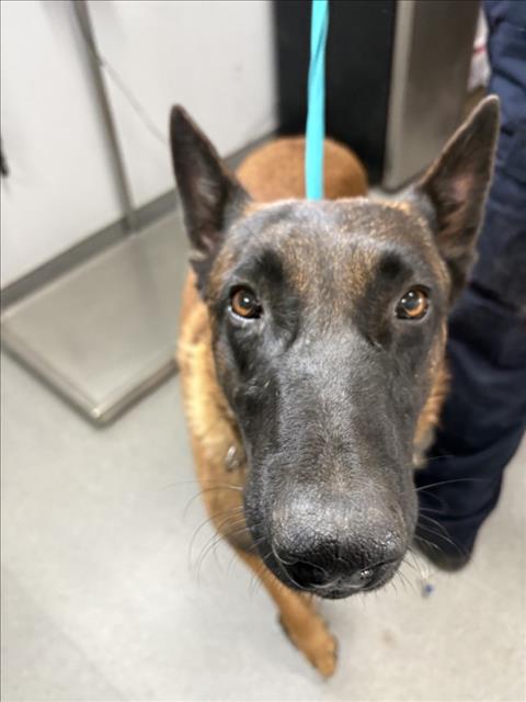 **Marmaduke**