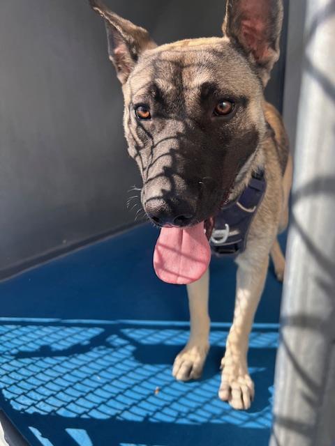 Adoptable Dog