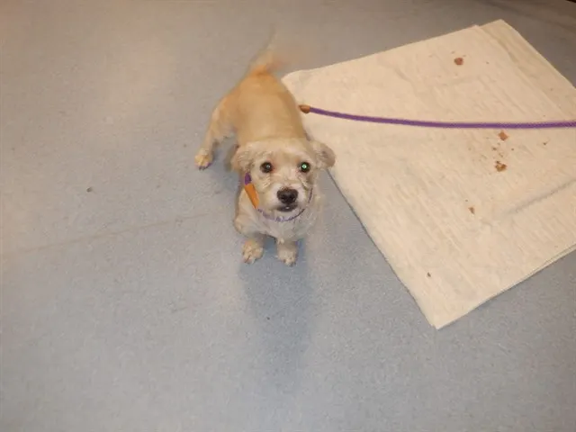 Adoptable Dog