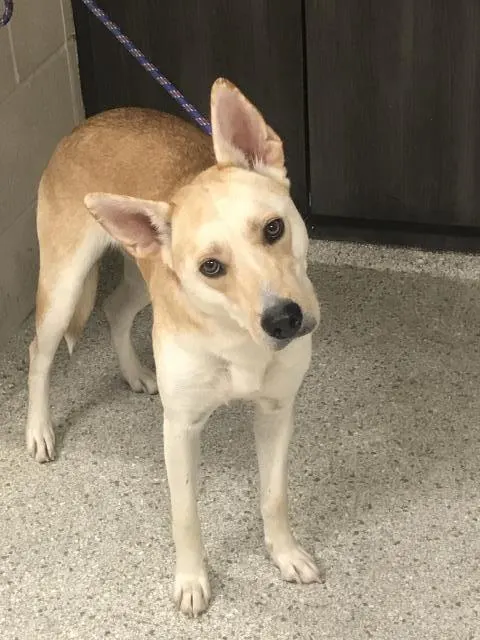 Adoptable Dog