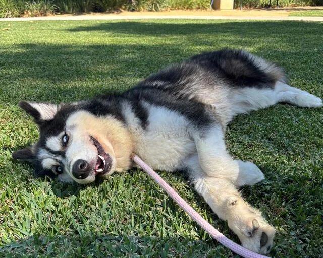 Oso